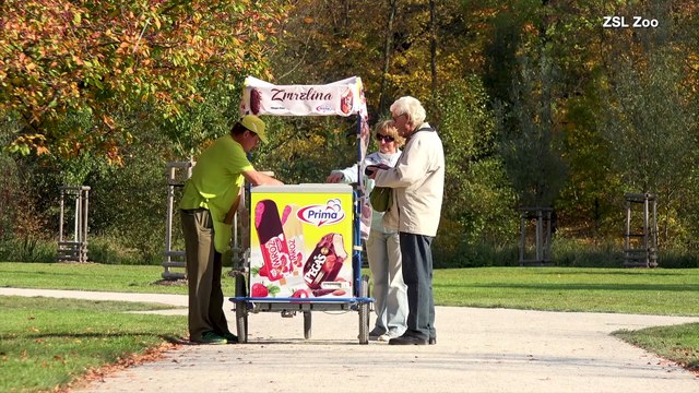 Cooling Off With Tasty Treats! These Monkeys and Gorillas Are Having a Blast
