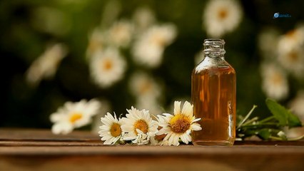 Mouches dans la maison : les huiles essentielles pour les repousser