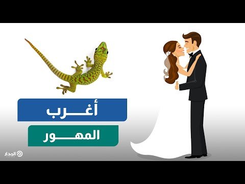 بعد انتشار حملة تزوجني بدون مهر.. تعرف على أغرب المهور حول العالم