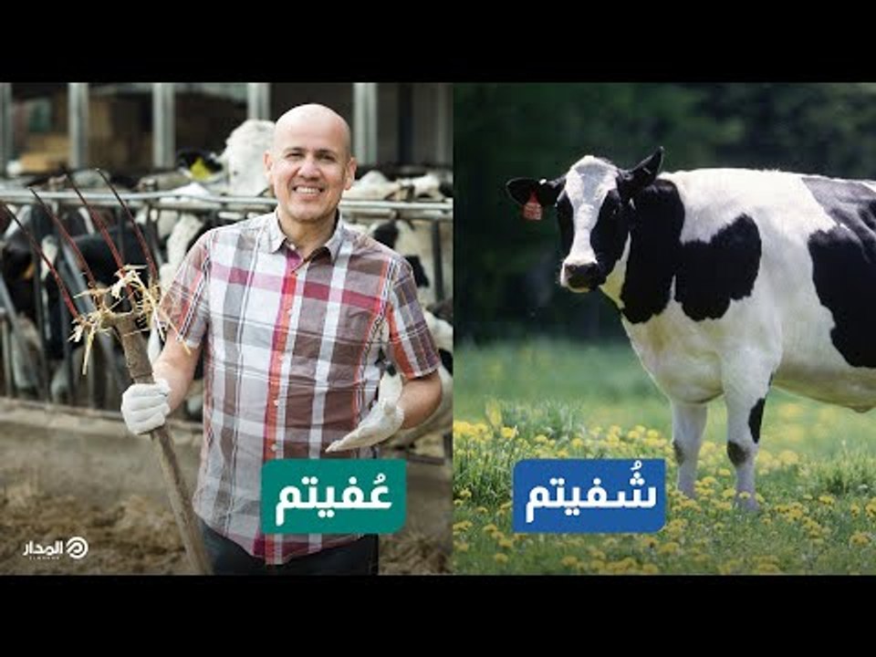 صدق أولا تصدق.. أبقار تتبول في المرحاض
