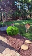 Deer Eagerly Await Their Morning Meal