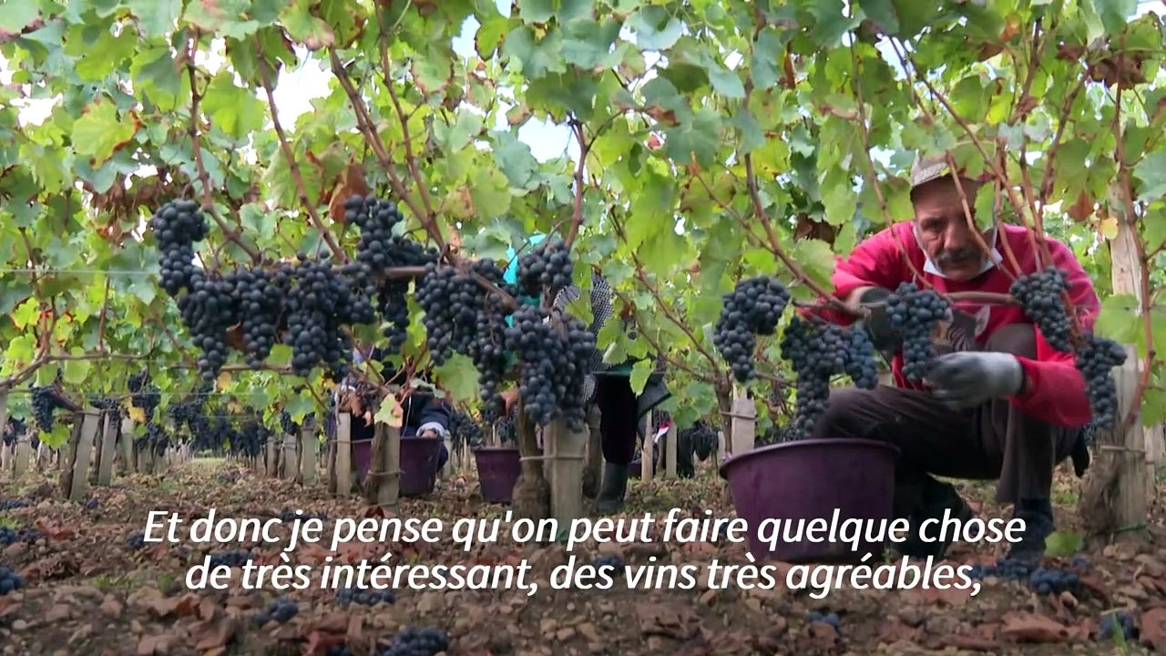 Vendanges: une production en baisse après une météo compliquée