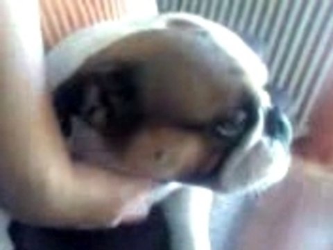 Mona le Bouledogue anglais fait des calins