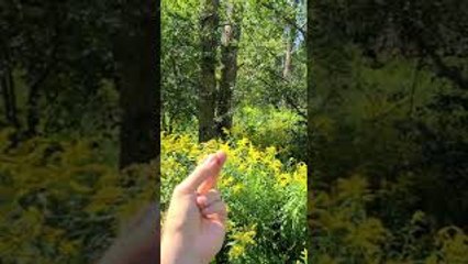 Wild Woodpecker Lands on Man and Comes When Called