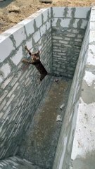 Cat makes an impressive jump to get out of a hole!