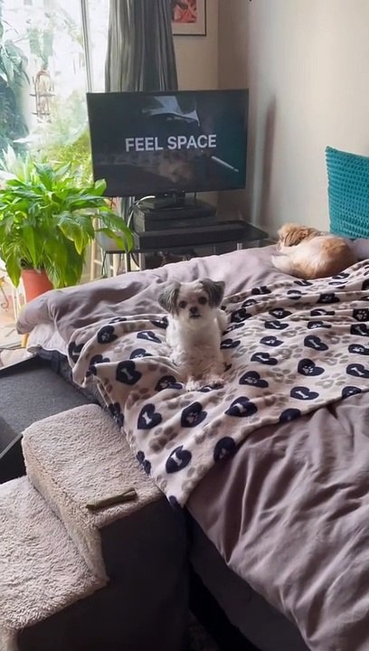 Dog Does Adorable Treat Dance