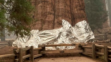 Foil Blankets Save Famous Sequoia Trees From Fire