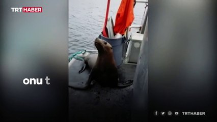Katil balinalardan kaçmak isteyen deniz aslanı tekneye atladı