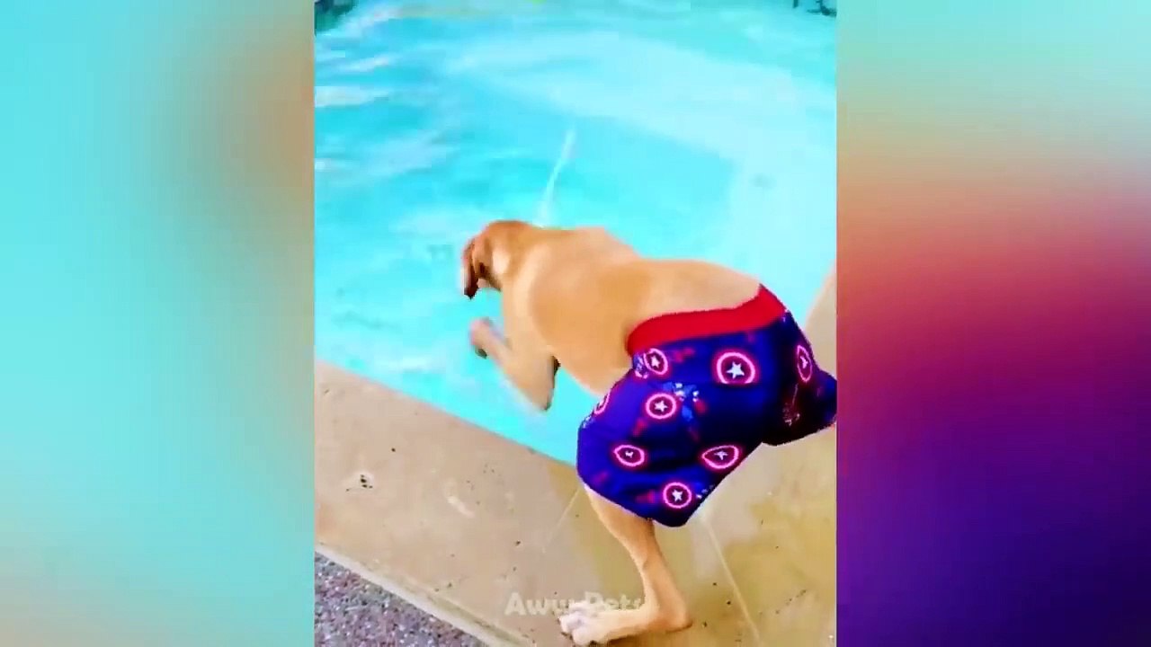 So Funny Dog Reaction To Middle Finger
