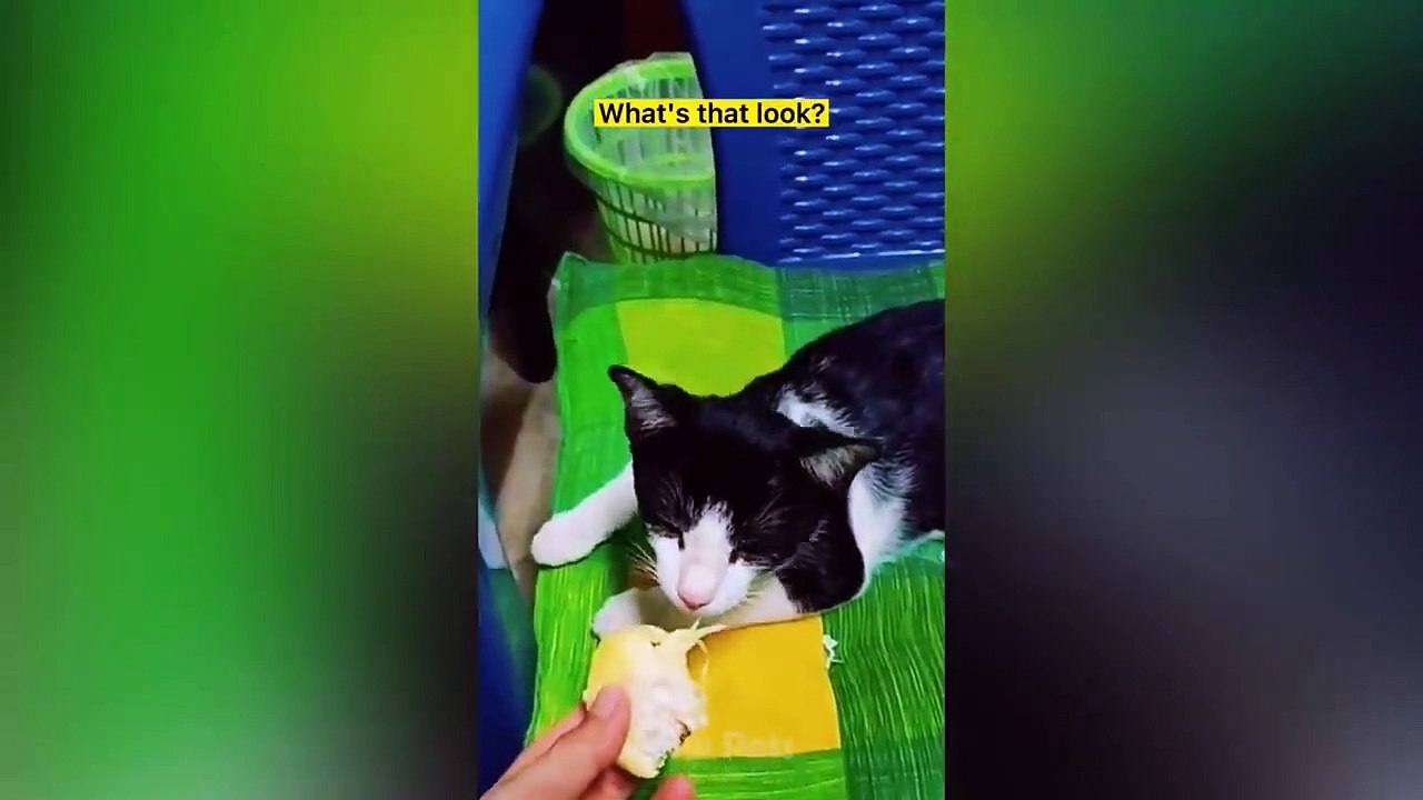 So Funny And Cute Cats Reaction- Pets Videos Co...