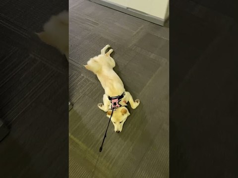 Stubborn Shiba Prefers To Be Pulled