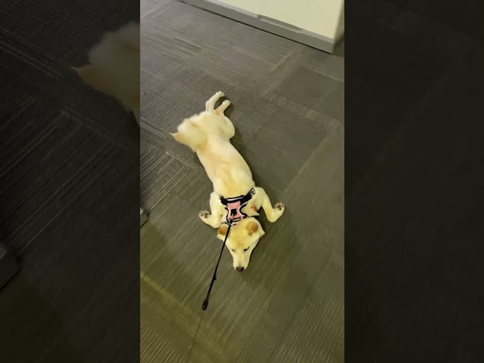 Stubborn Shiba Prefers To Be Pulled