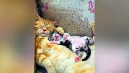 Aww! Super Funny and Cute Pets Videos Compilation