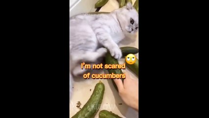 So Funny -  Dogs And Cats Reaction To Some Food - Compilation