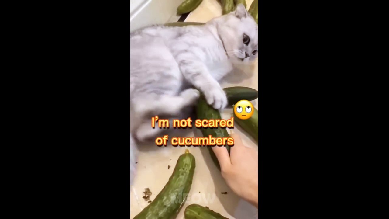 So Funny -  Dogs And Cats Reaction To Some Food...