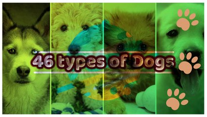 46 Famous Dog Types in the World
