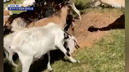 [굿모닝월드] 여기가 더 맛있어 보이는걸