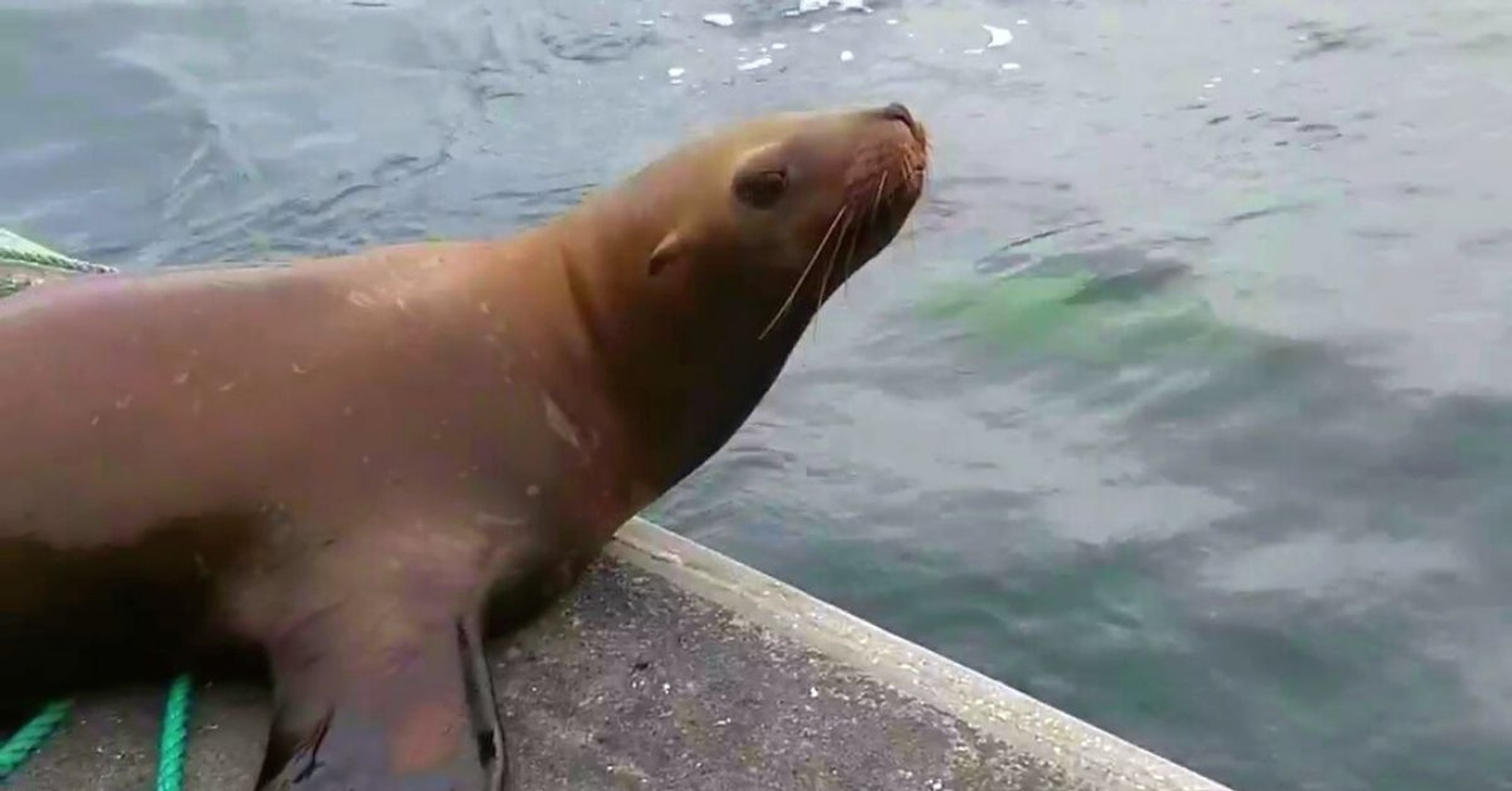 León marino se sube a un bote huyendo de unas orcas y una mujer lo expulsa  de nuevo al agua - Vídeo Dailymotion
