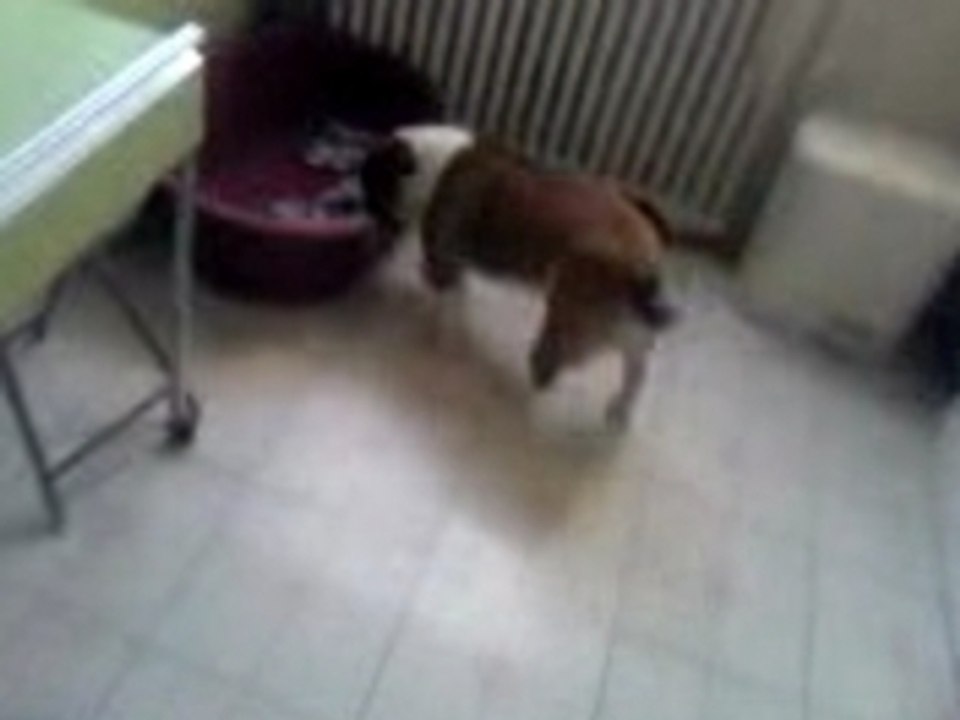 Mona la femelle bouledogue anglais attend sa gamelle!!
