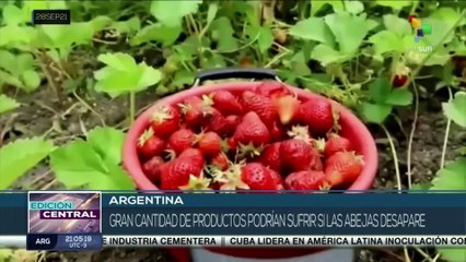 Apicultores se movilizan frente al Congreso de Argentina para alertar sobre muerte de abejas
