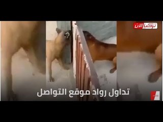 احتجاج النباح.. أتراك يسخرون من طريقة تعامل أردوغان مع القضية الفلسطينية