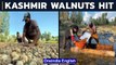 Kashmir walnut harvest: Watch | Why is the crop losing out to US, China? | Oneindia News