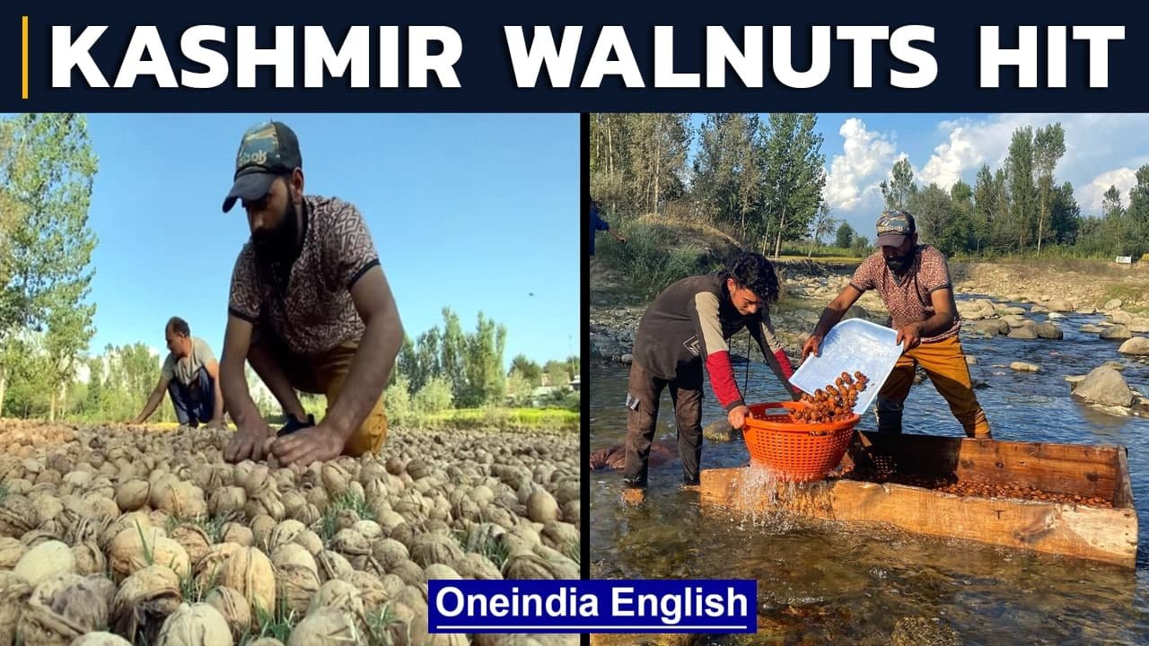 Kashmir walnut harvest: Watch | Why is the crop losing out to US, China? | Oneindia News