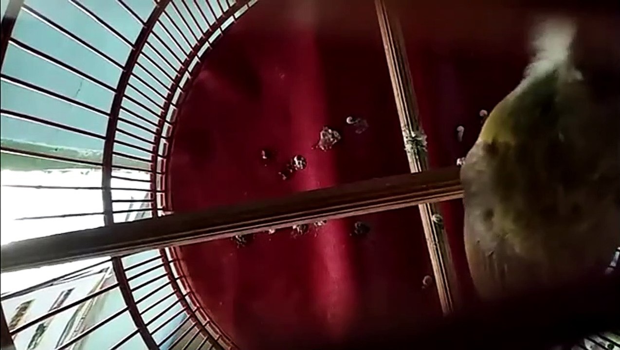 Masteran Cucak Jenggot Gacor Nembak Kasar Dan Rapat