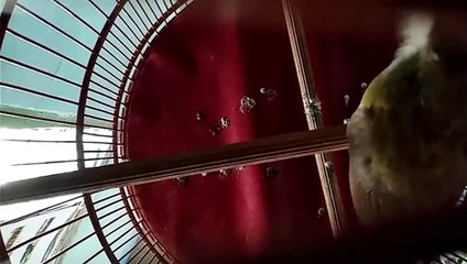 Masteran Cucak Jenggot Gacor Nembak Kasar Dan Rapat