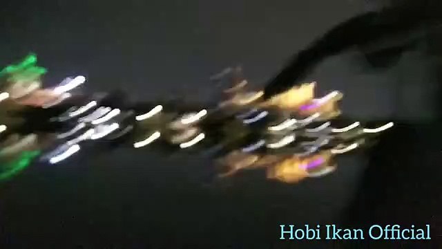 HUNTING KUTU AIR MALAM AGAR IKAN CUPANG BISA MAKAN / HUNTING POOL WATER fleas so betta fish can eat