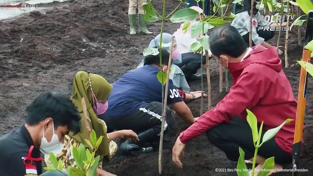 Presiden Jokowi Tegaskan Komitmen Jaga Iklim Lewat Tanam Mangrove