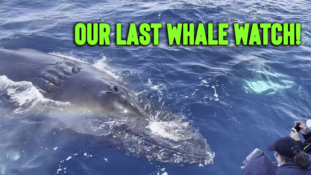 'Tourists 'mugged' by humpback whale and her calf in Ventura, California'