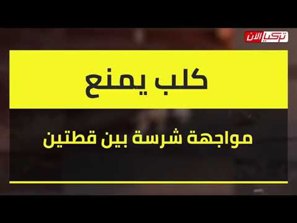 كلب يمنع مواجهة شرسة بين قطتين