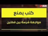 كلب يمنع مواجهة شرسة بين قطتين