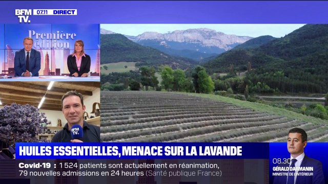 La lavande et ses huiles essentielles sont-elles menacées par la Commission européenne ?