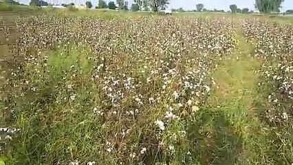 बारिश से खेतों में तबाही का मंजर