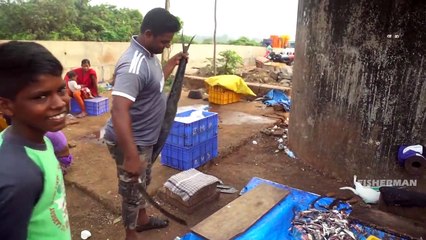 Amazing 25 Kg's Big KING FISH CUTTING _ Fisher Man ( 720 X 1280 )