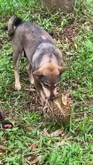 Dog stealing durian was caught by owner