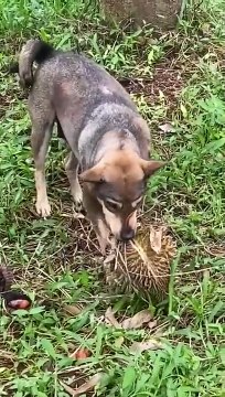 Dog stealing durian was caught by owner