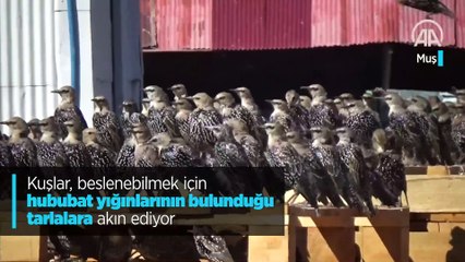 Kuşlar, beslenebilmek için hububat yığınlarının bulunduğu tarlalara akın ediyor