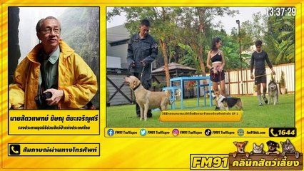 วิธีฝึกสอนน้องหมาแมวให้เชื่อฟังตามเจ้าของต้องทำอย่างไร EP.1 : FM91 คลินิกสัตว์เลี้ยง : 14 สิงหาคม 2564