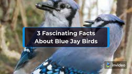3 Fascinating Facts About Blue Jay Birds
