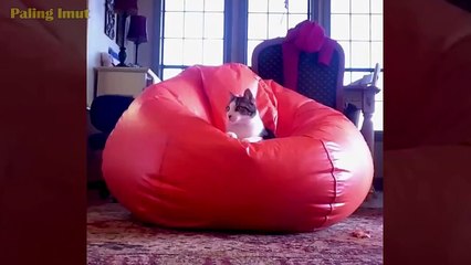TAHAN TAWA  Video Kucing terlucu 2020 bikin ketawa ngakak _ Kucing Paling Imut