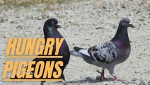 Feeding Wild Hungry Pigeons | Feeding Wild Pigeons | Wild Hungry Pigeons