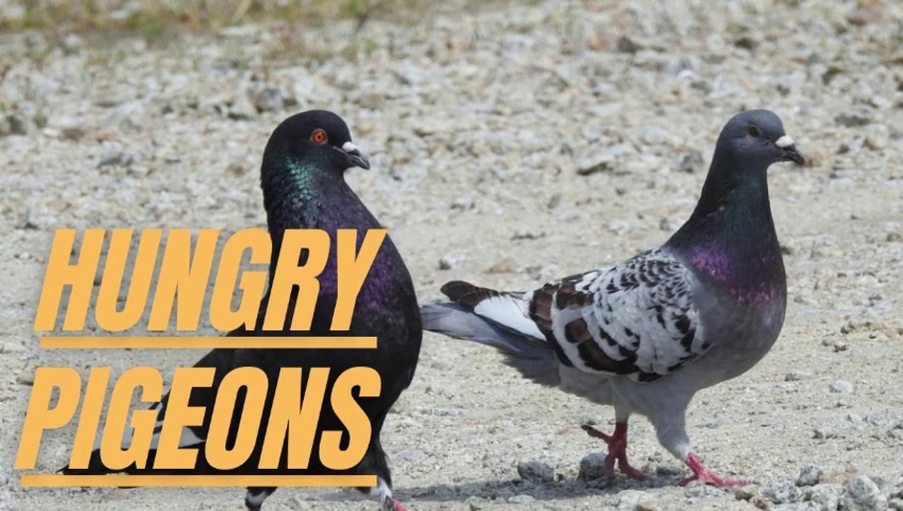 Feeding Wild Hungry Pigeons | Feeding Wild Pigeons | Wild Hungry Pigeons