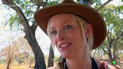 Reino de leonés(2_3) Manada en conflicto_ DOCUMENTAL.