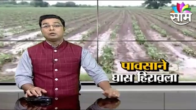 Nashik Rain Updates: कांद्याच्या शेतात पाणीच पाणी