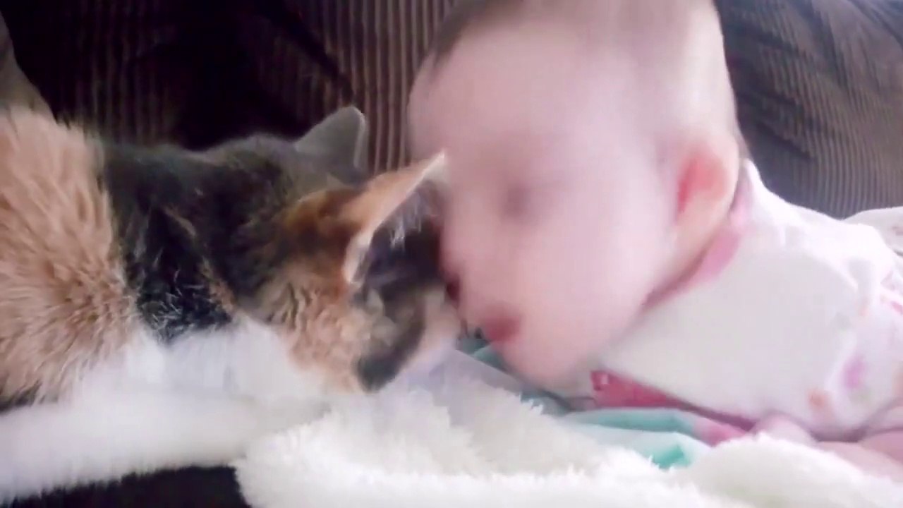 Baby and Cat Fun and Cute - Funny Baby Video