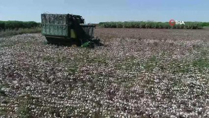 Pamuğun fiyatı 9 liraya ulaştı, çiftçi sevindi