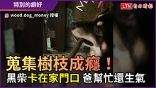 蒐集「樹枝」成癮！ 黑柴卡在家門口 爸幫忙還生氣